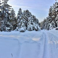 Зимний лес. :: Восковых Анна Васильевна 