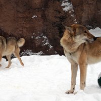 парочка :: Олег Лукьянов