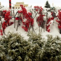 Китайский новый год прошёл под снегом. :: Татьяна Помогалова