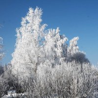 Деревья в серебре :: Людмила Павловна Крышковец