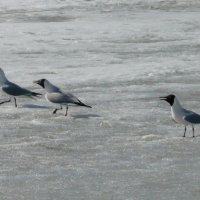 Птички по льду гуляют :: Вера Щукина