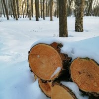 Брёвна в Гатчинском парке под снегом :: Анастасия Белякова