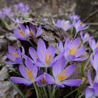 "Наступает весна… Вновь обычность ее необычна,..."... :: Galina Dzubina