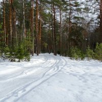 Сосновый бор в феврале. :: Милешкин Владимир Алексеевич 