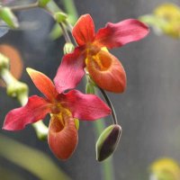 Цветущие орхидеи :: Татьяна Тюменка