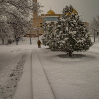 Туя зимой :: Анатолий Чикчирный