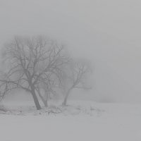 Туман в Витеске :: Екатерина Счасная