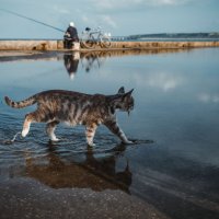 Щедрый воскресный улов или везение Керченской кошки. :: Анатолий Щербак