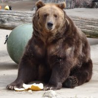 Бурый медведь :: <<< Наташа >>>