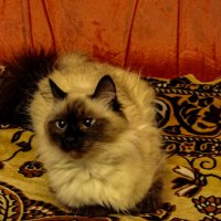 1 марта - День Кошек в России :: Светлана SvetNika17