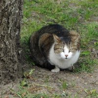 Дворовые кошки :: Рита Симонова