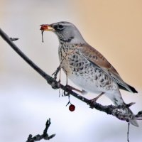 Дрозд рябинник. :: Восковых Анна Васильевна 