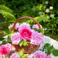 Розы в саду :: Ольга Бекетова