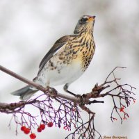 Дрозд рябинник. :: Восковых Анна Васильевна 