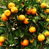 Кумкват-Фортунелла(Citrus japonica) :: Aida10 