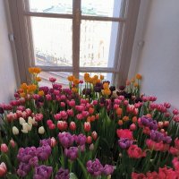 Тюльпаны в Думской башне. :: Ольга 