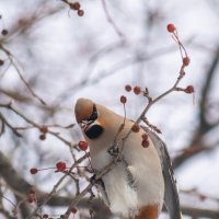 Свиристель. :: Виктор Иванович Чернюк