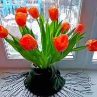 Тюльпаны - это дивные цветы... :: Ольга Довженко