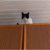 Кот на шкафу. :: Валентин Кузьмин