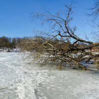 Упал в озеро вековой тополь (репортаж из поездок по области) :: Милешкин Владимир Алексеевич 