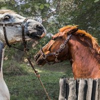 Конкур :: SanSan 