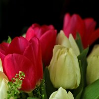 Мартовские тюльпаны :: Светлана 