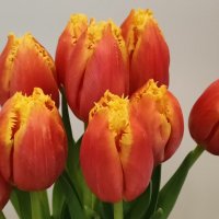 Тюльпаны :: Наталия Смирнова 