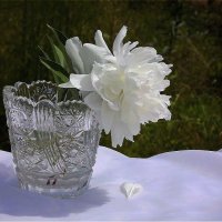 Белый цветок как белый день! :: Нина Андронова