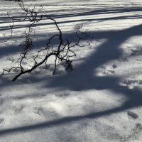 Ветка на снегу :: Любовь 