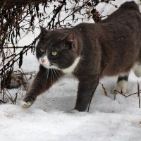 На мягких лапках, тихонько и осторожно, чтобы Весну не спугнуть. :: Восковых Анна Васильевна 