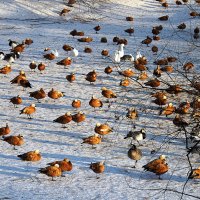 на солнышке :: Олег Лукьянов