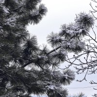 Ура, снег! :: Юрий Гайворонский
