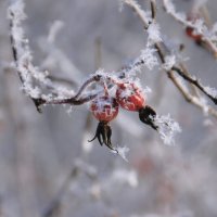 В изморози... :: Галина Ильясова