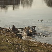 водные процедуры :: Владимир Зырянов