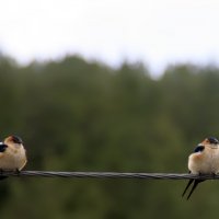 Деревенская ласточка :: Галина Ильясова