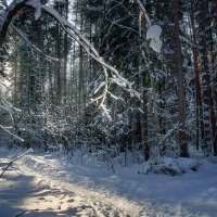 В зимнем лесу :: Валерий Вождаев