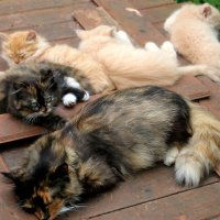Кошка с котятами :: Мария Демина