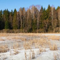 Здесь гнездятся водоплавающие летом. :: Милешкин Владимир Алексеевич 