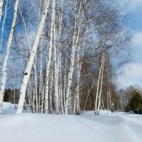 Весенний пейзаж :: Валентина 