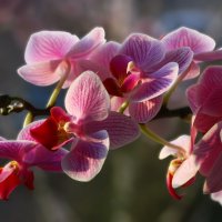 Орхидеи в цвету :: Юрий. Шмаков