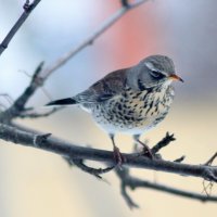 Дрозд рябинник. :: Восковых Анна Васильевна 