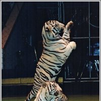 Белые тигры в цирке. :: Владимир Попов