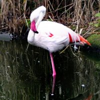 "Весеннее" пробуждение... :: "The Natural World" Александер