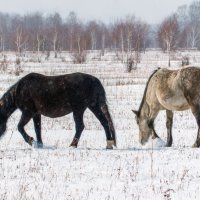 **** :: Алексей Мезенцев