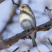 зеленушка самочка :: юрий макаров