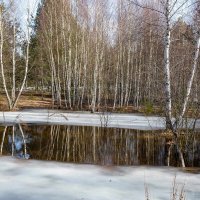 Лесные лужи. :: Сергей Татаринов