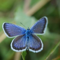 Синяя бабочка :: Стас 