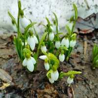 Предвестники весны :: Денис Бочкарёв