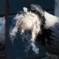 Пять моментов их жизни вороны. :: Владимир Безбородов