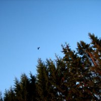 Птичка в небе над елями у железной дороги :: Артем 